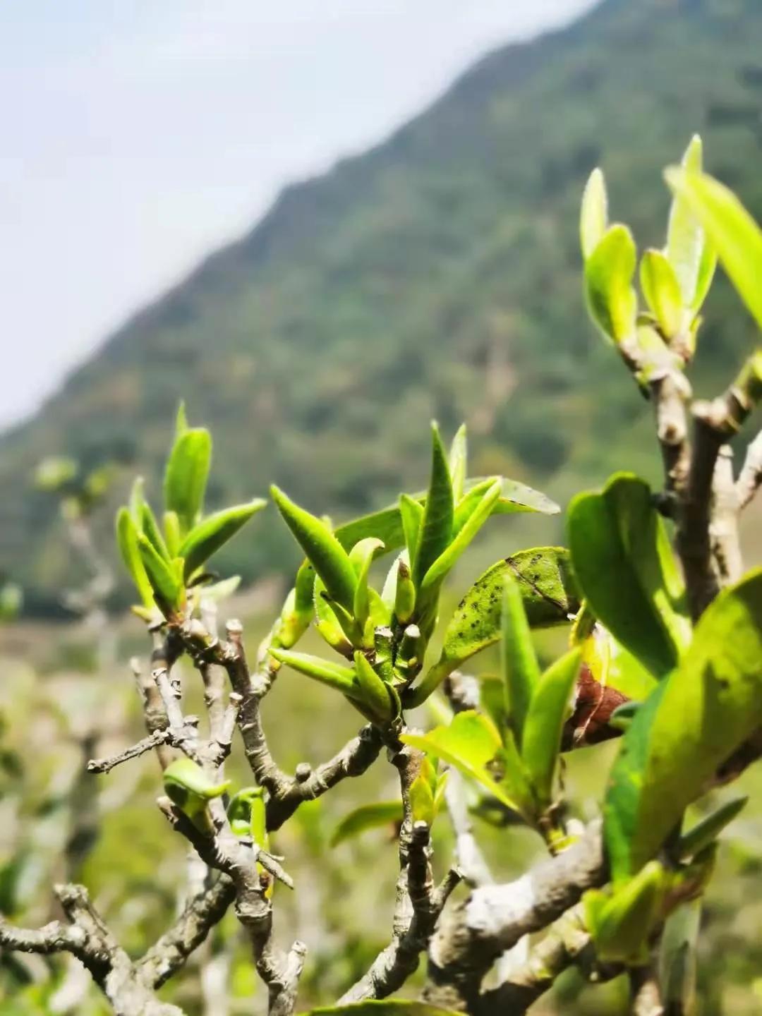 几叶风兼雨 第4页