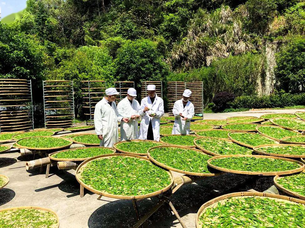 延长县农业农村局新项目推动农业现代化助力乡村振兴