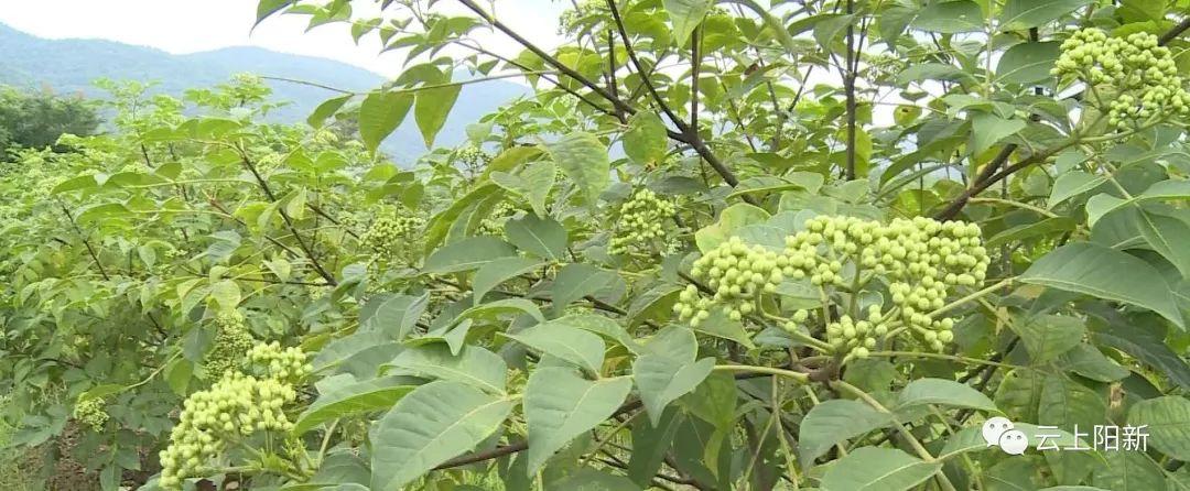 桂花村委会领导团队引领村庄新发展之路