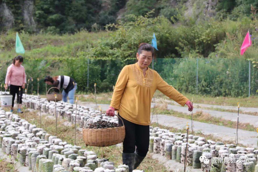 成县农业农村局最新发展规划，塑造乡村新面貌，推动农业现代化