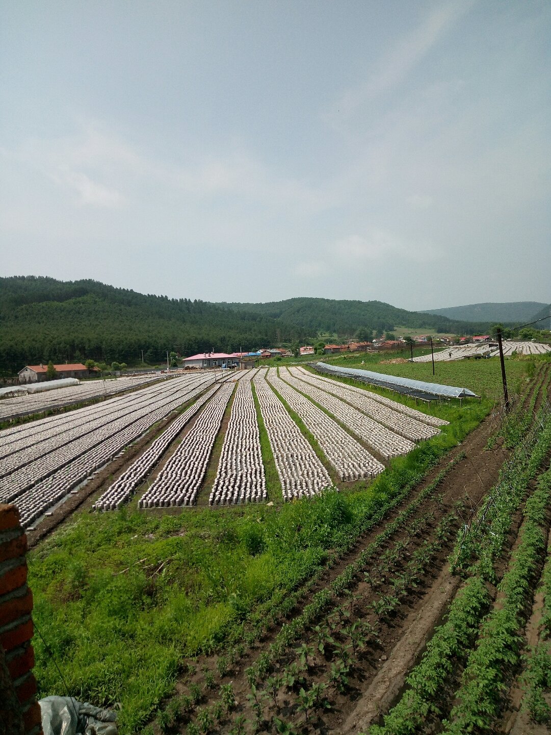 林业总场最新气象预报信息