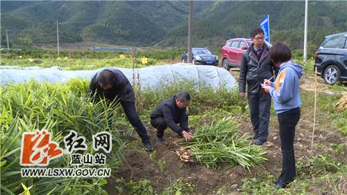 蓝山原种场交通新闻更新